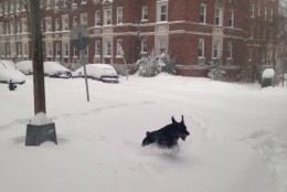 "Black lab Charlie having the BEST time in the snow!" (Courtesy @btransatlantic)