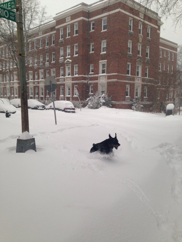 "Black lab Charlie having the BEST time in the snow!" (Courtesy @btransatlantic)