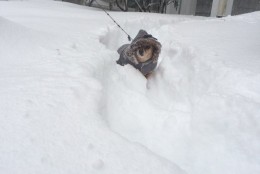 "My dog not liking this weather." (Courtesy ‏@SOnufrock)