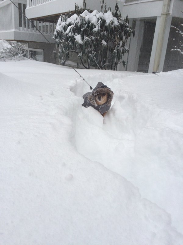 "My dog not liking this weather." (Courtesy ‏@SOnufrock)