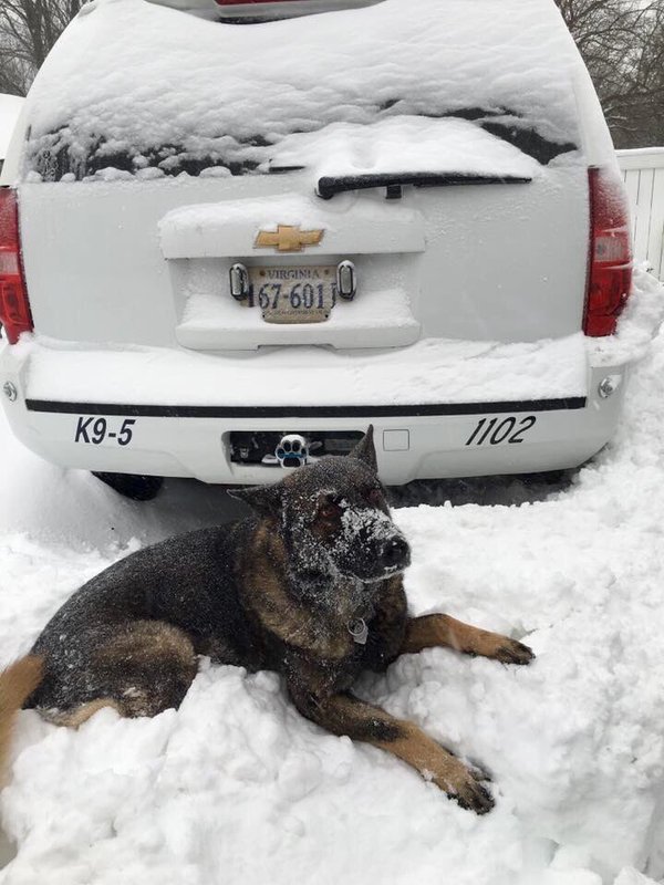 "K9 Officer Xig-Xag asked his human partner to take a quick 2016 blizzard pic." (Courtesy Alexandria Police Department)