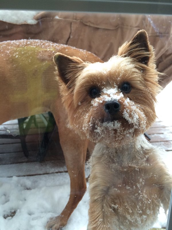 "Mildred loves the snow!" (Courtesy @Janablacksmith)