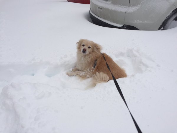 "My dog Kaipo giving up on our walk during #blizzard2016 #WTOPsnowpets in Alexandria, VA" (Courtesy @keiki808)