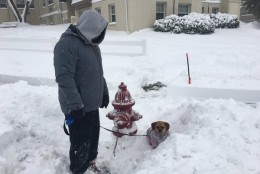 "She checked all sides of our hydrant! Looks good for her! #WTOPsnowpets @WTOP #hyattsville #maddie @maddieinmd on IG" (Courtesy @jdahl84)