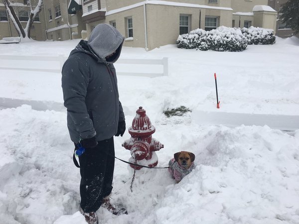 "She checked all sides of our hydrant! Looks good for her! #WTOPsnowpets @WTOP #hyattsville #maddie @maddieinmd on IG" (Courtesy @jdahl84)