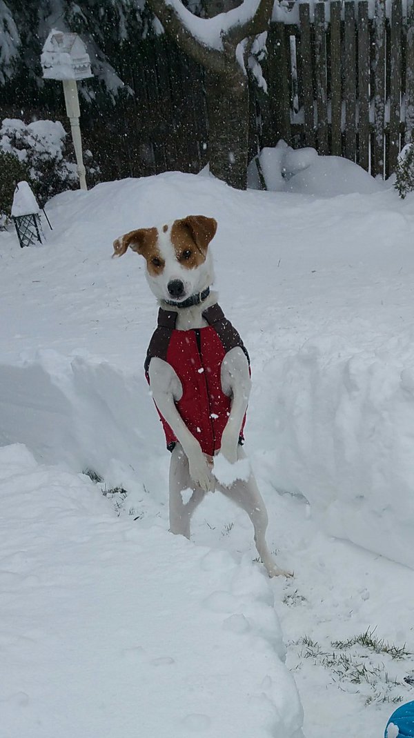 "Cisco - posing with a new winter coat!" (Courtesy @DemeAnas)