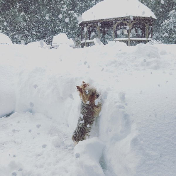 "Stella trying to peek over the snow!" (Courtesy @cassieseek)