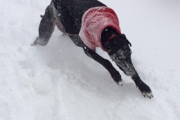 "Retired racing greyhound Scarlett THOROUGHLY enjoying the snow." (Courtesy @landisl)