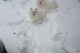 "Snow pups love the snow!" (Courtesy @satsavvy)