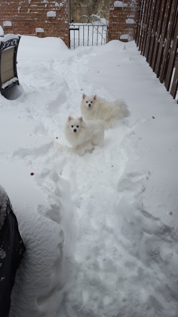 "Snow pups love the snow!" (Courtesy @satsavvy)