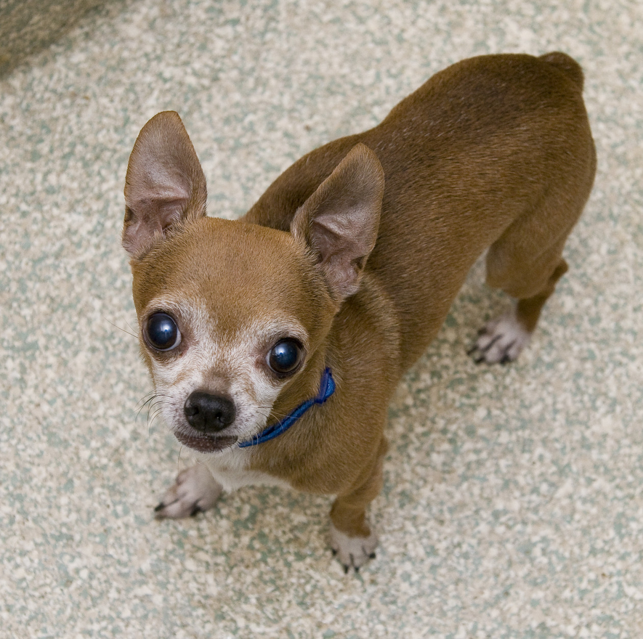 Cabbage is a darling 10-year-old male Chihuahua mix. (Courtesy WARL)