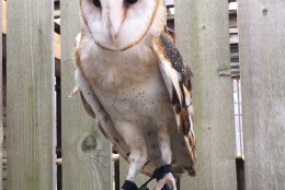 A barn owl at the Cunningham Falls State Park. (WTOP/Kate Ryan)