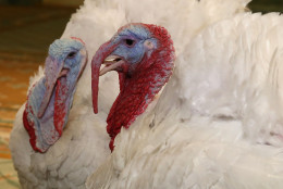 WASHINGTON, DC - NOVEMBER 24: Two turkeys participate in a media availability at the Willard Inter Continental Hotel ahead of being "pardoned" by US President Barack Obama at the White House November 24, 2015 in Washington, DC. The names of the main turkey and his alternate will be announced at the annual White House ceremony on November 25. Both turkeys will reside at their new home, Morven Park in Leesburg, Virginia.  (Photo by Mark Wilson/Getty Images)