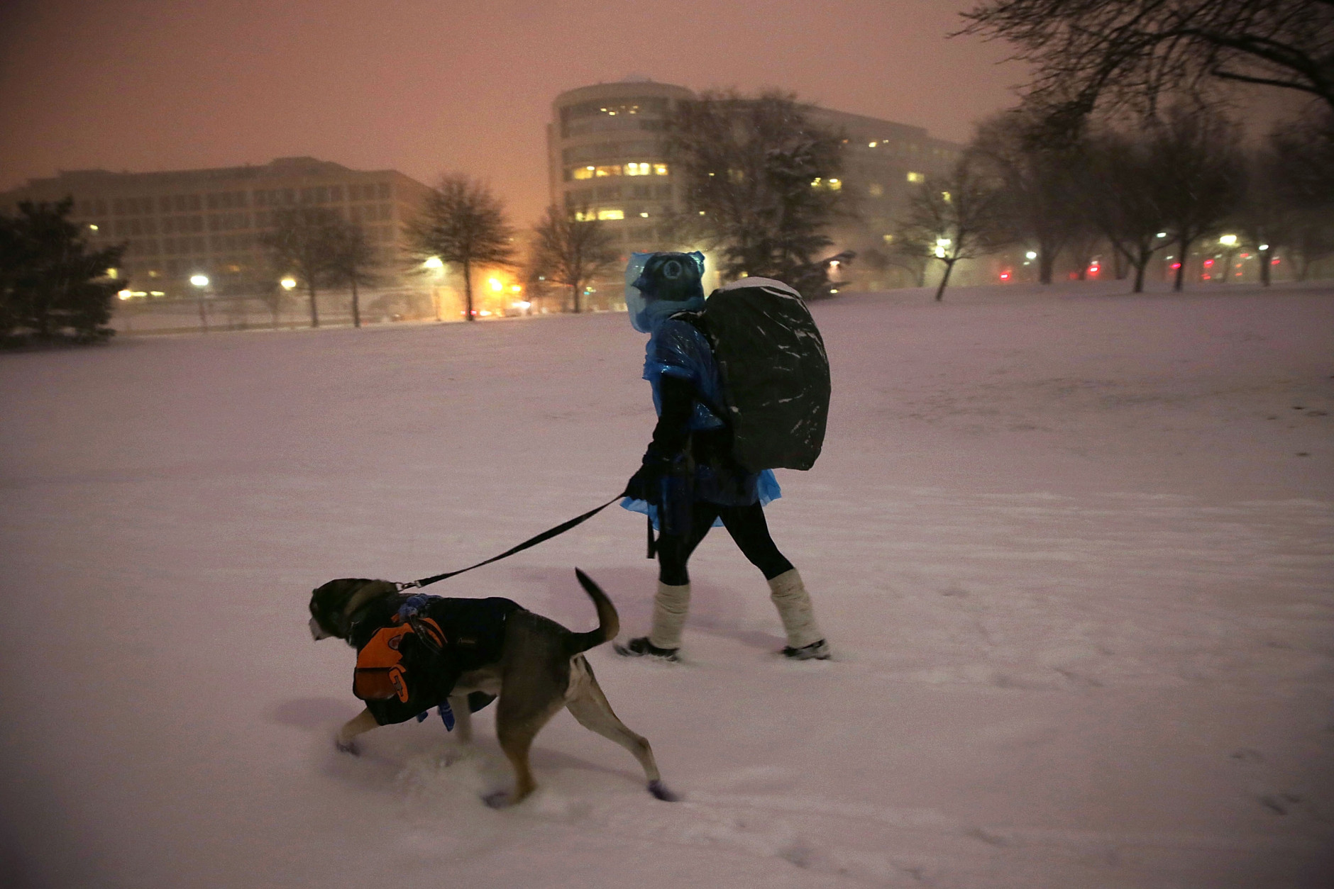 A woman walks with her dog in the snow January 22, 2016 in Washington, DC. A winter snowstorm is forecasted for the East Coast this weekend with prediction of up to 30 inches of snow for the DC area.  (Photo by Alex Wong/Getty Images)