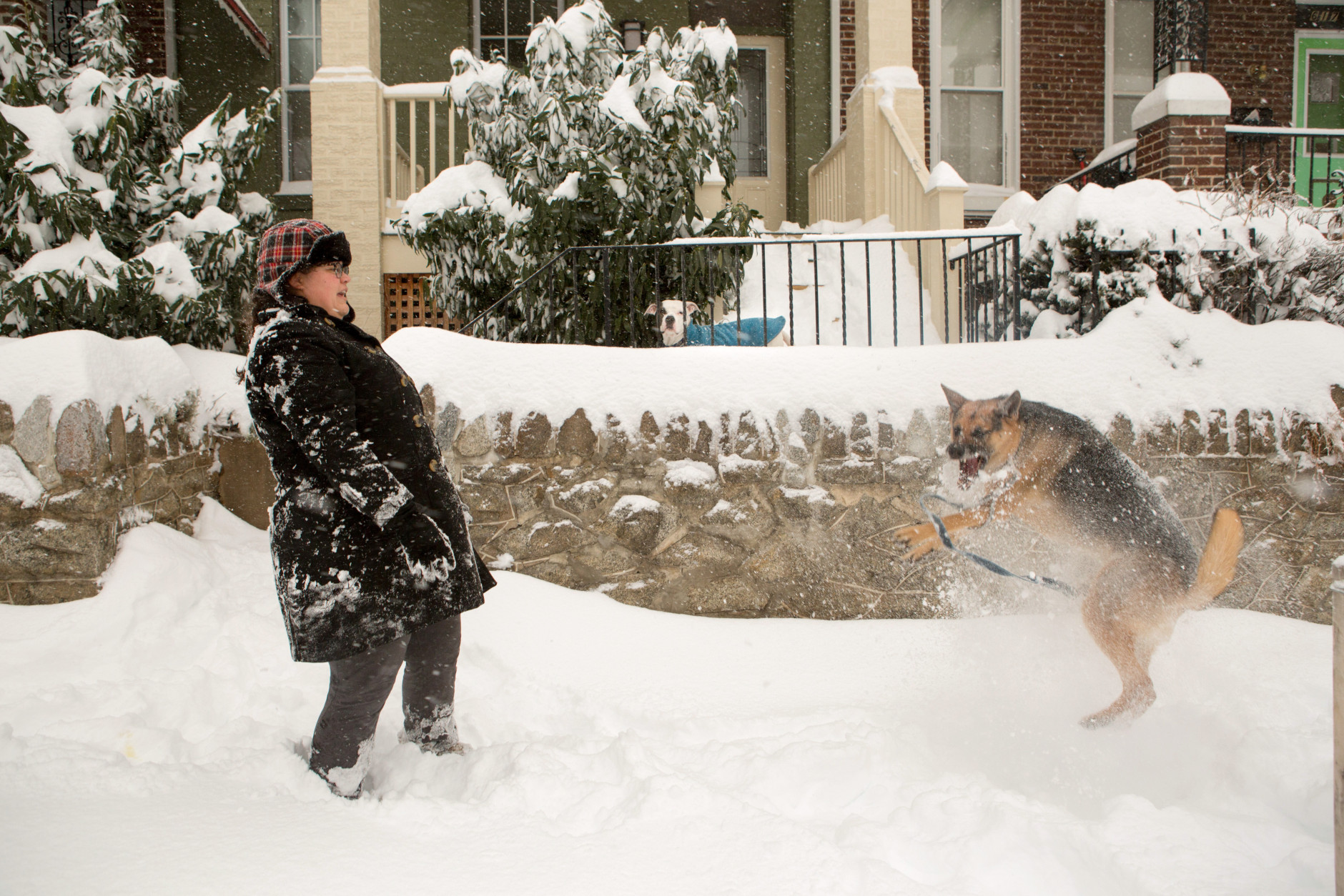 Haley Griffin plays snowball catch with a friend's dog Tallulah, as her dog Piglet, center, looks on in the Parkview neighborhood on January 23, 2016 in Washington, DC. Over a foot of snow has already fallen in the city in the past 24 hours, in what experts say could be a record-breaking storm.  (Photo by Allison Shelley/Getty Images)