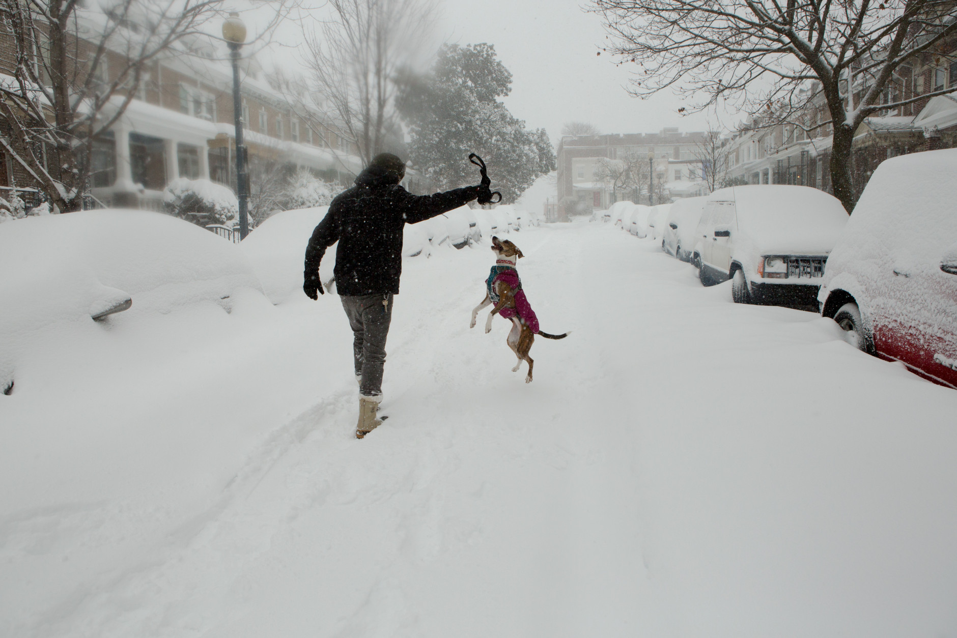 A man takes advantage of an unplowed street to play with his dog in the Parkview neighborhood on January 23, 2016 in Washington, DC. Over a foot of snow has already fallen in the city in the past 24 hours, in what experts say could be a record-breaking storm. (Photo by Allison Shelley/Getty Images)