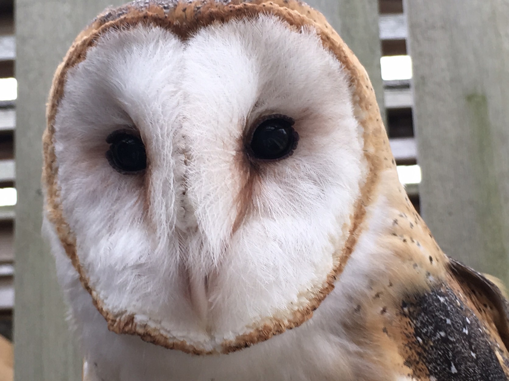 A barn owl at the Cunningham Falls State Park aviary. (WTOP/Kate Ryan)