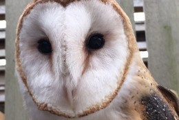 A barn owl at the Cunningham Falls State Park aviary. (WTOP/Kate Ryan)