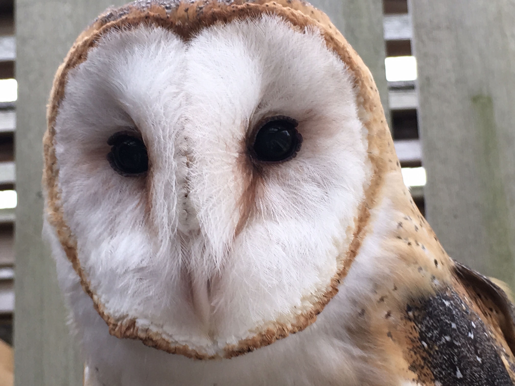 With new permit, Johns Hopkins can keep up barn owl research