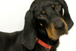Lindy is a 3-year-old hound mix available for adoption at the Washington Animal Rescue League. (Courtesy WARL)