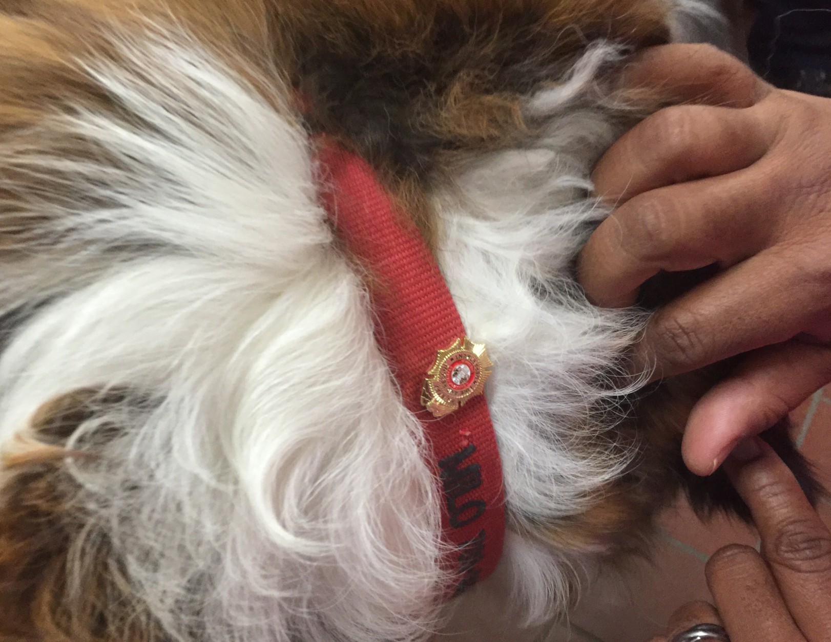 At the ceremony bringing together Milo and his rescuers, he received a Fairfax County Fire Rescue Department badge. "He's an honorary mascot here for the station," said Capt. Randy Bittinger of Station 32 in Burke Centre. (WTOP/Kristi King)