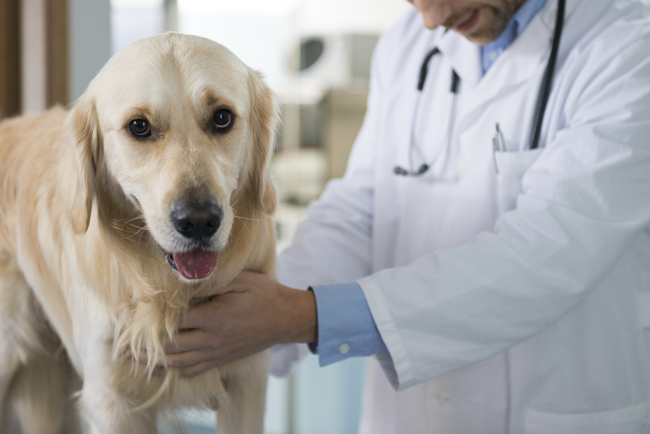 Mobile vets: Choosing at-home euthanasia for your pet