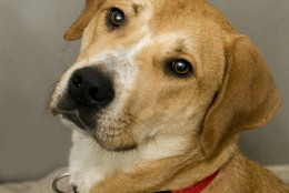 Pet of the Week: Tulip

Feb. 16: Tip toe through the tulips? Well this is just what Tulip would like to do with you!  Meet this sweet three  year-old hound mix with a pretty light tan coat and nice disposition.   She is a friendly, energetic gal who loves to take walks and smell all that the world has to offer.  Tulip would prefer to skip the dog parks, as she is a bit dog selective.  However she could live with calm, older dogs. 
Come out to the Washington Animal Rescue League to meet Tulip, this week’s Pet of the Week.  She can’t wait to meet you! (Washington Animal Rescue League)