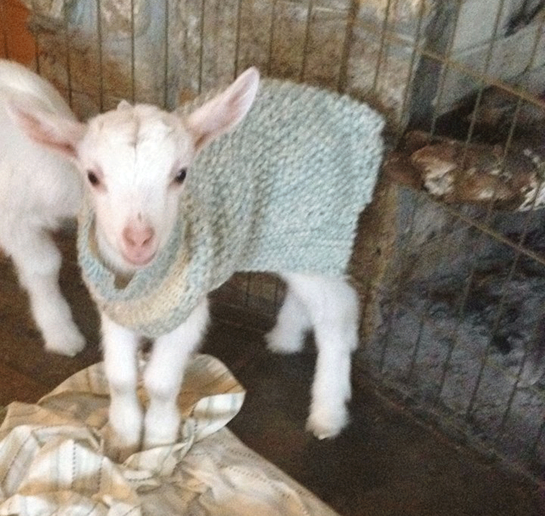 Farm seeking goat cuddlers meets volunteer quota