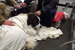 Crews from Fairfax County Fire and Rescue Department rescued this Saint Bernard from an ice covered lake. (From Fairfax County Fire and Rescue Department via Twitter)