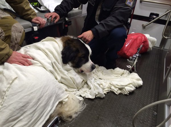 Crews from Fairfax County Fire and Rescue Department rescued this Saint Bernard from an ice covered lake. (From Fairfax County Fire and Rescue Department via Twitter)