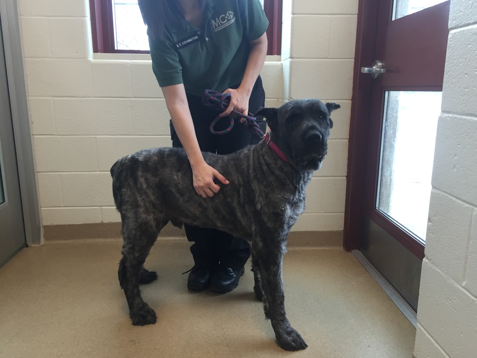 Mc animal services store and adoption center