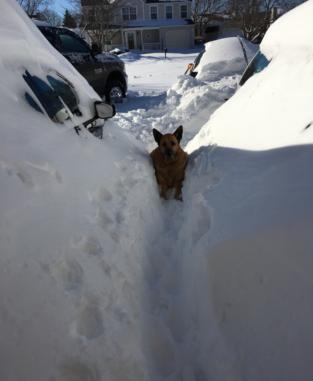 The snow is deep. especially for the dog. (Courtesy WTOP listener via WTOP app)