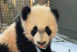 Bei Bei had his first introduction to snow Jan. 21, 2016. Keepers took him outside to a small behind-the-scenes area and let him explore in a light dusting of snow for a few minutes while Mei Xiang ate her breakfast in her outdoor yard. Keepers said he wasn’t quite sure what to make of the powdery snow. (Shellie Pick/Smithsonian's National Zoo)