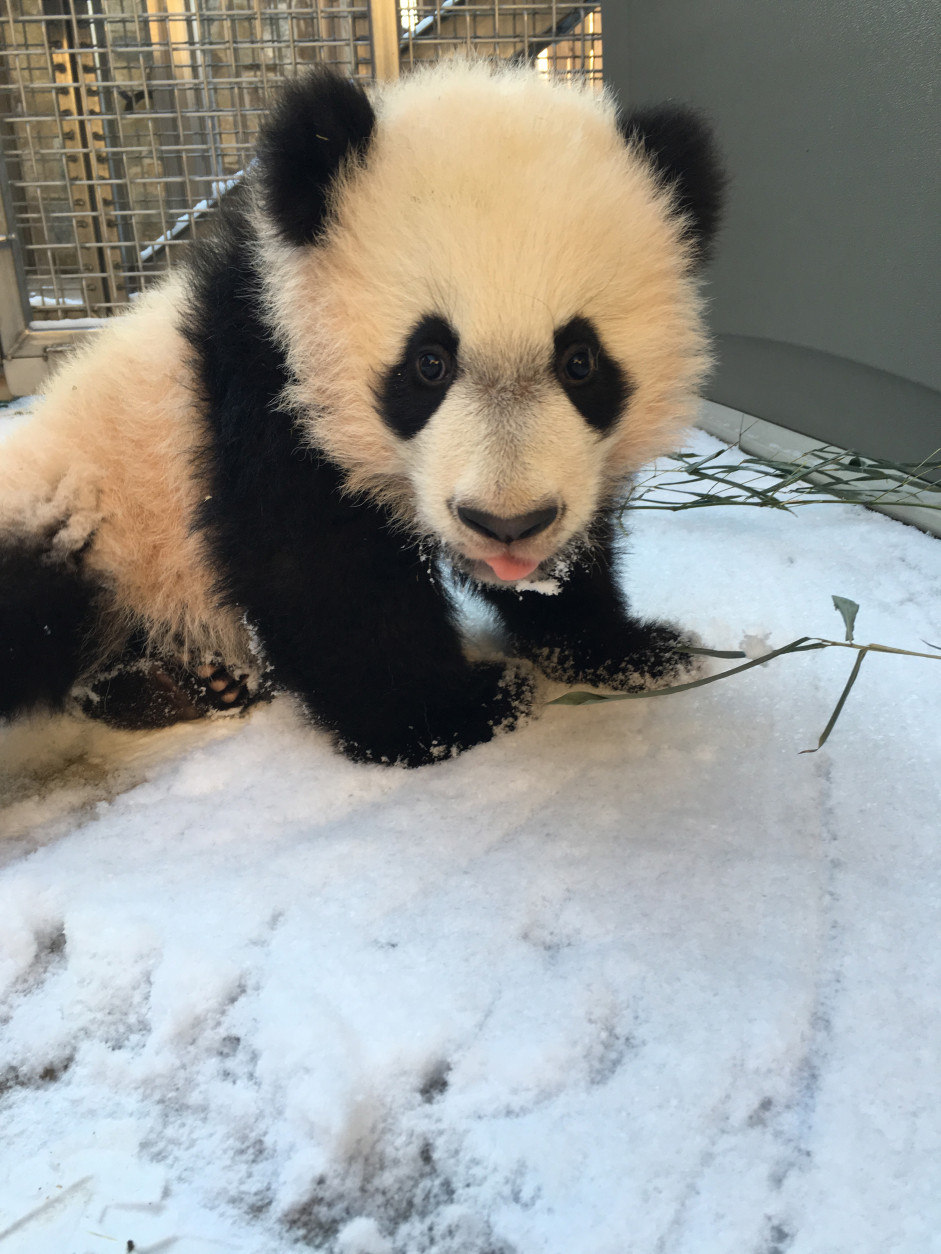 Bei Bei had his first introduction to snow Jan. 21, 2016. Keepers took him outside to a small behind-the-scenes area and let him explore in a light dusting of snow for a few minutes while Mei Xiang ate her breakfast in her outdoor yard. Keepers said he wasn’t quite sure what to make of the powdery snow. (Shellie Pick/Smithsonian's National Zoo)