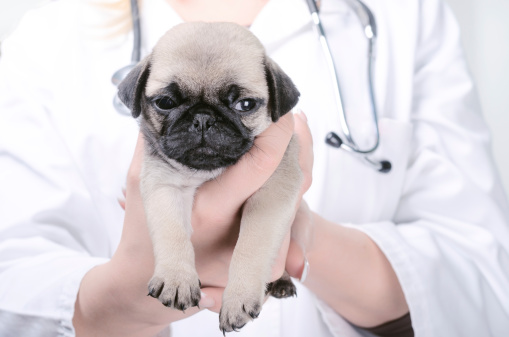 How to cut costs on pet care
