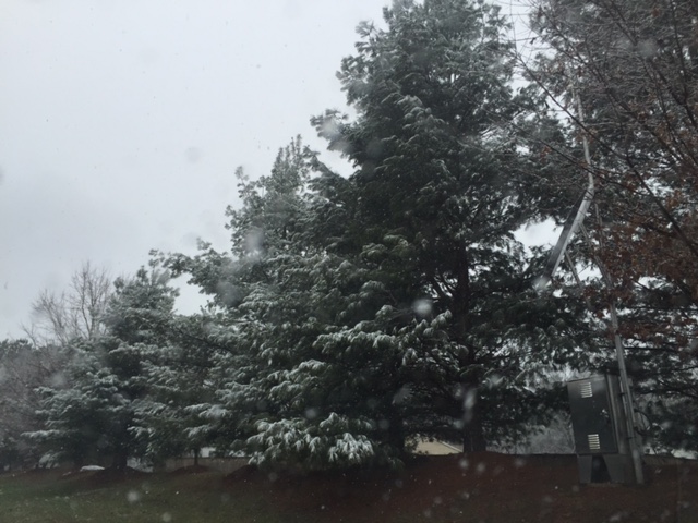 Snow falls on the trees in Waldorf, Md. on Jan. 17, 2016. (Darci Marchese/WTOP)