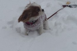 A dog braving the snow in Clifton, Virginia. (Courtesy Kyle Cooper)
