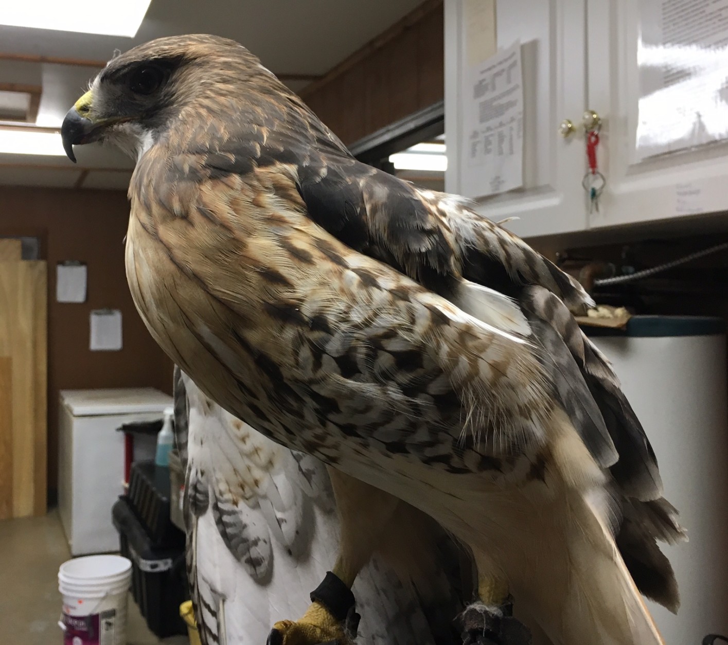 Uno, the read-tailed hawk. (WTOP/Kate Ryan)