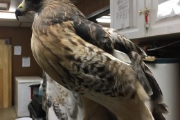 Uno, the read-tailed hawk. (WTOP/Kate Ryan)