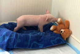 WeeWee is getting adjusted to his new home and toys on Wednesday, Jan. 27, 2016. (Courtesy of Popular Spring Animal Sanctuary)