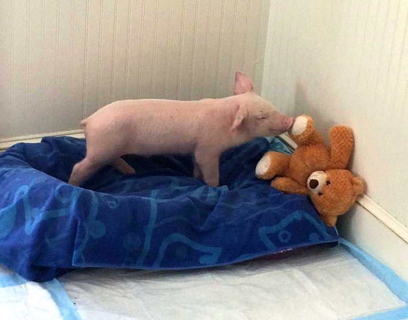 WeeWee is getting adjusted to his new home and toys on Wednesday, Jan. 27, 2016. (Courtesy of Popular Spring Animal Sanctuary)