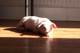 WeeWee lays in the sun at his new home on Wednesday, Jan. 27, 2016. (Courtesy of Popular Spring Animal Sanctuary)