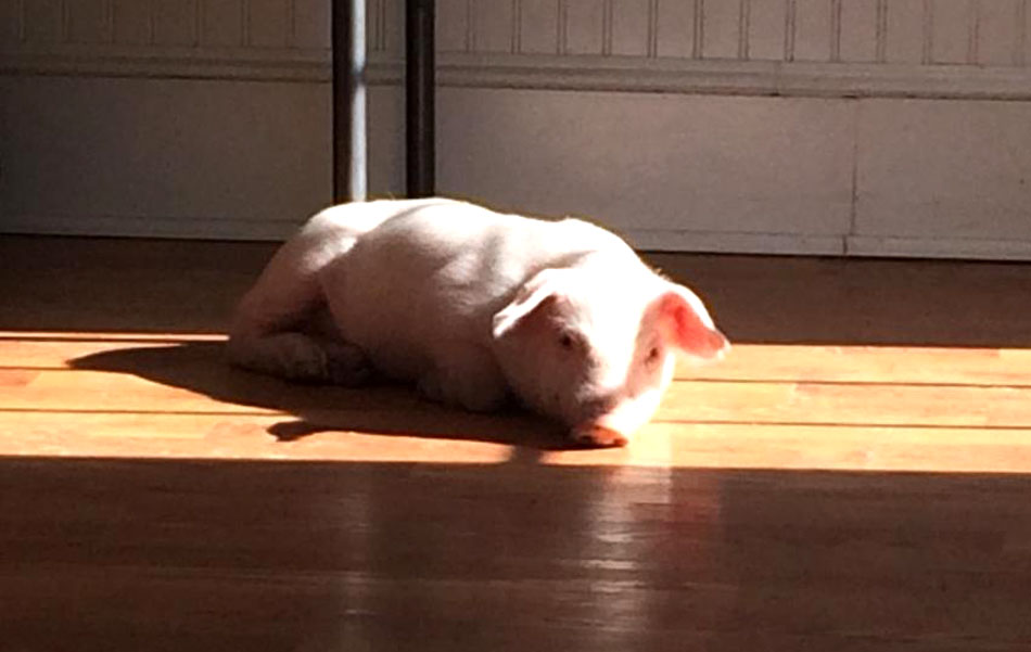 WeeWee lays in the sun at his new home on Wednesday, Jan. 27, 2016. (Courtesy of Popular Spring Animal Sanctuary)
