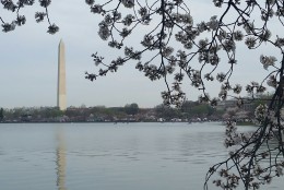 The Washington Monument can be seen through the cherry blossom trees that are blooming on March 23, 2016 in Washington, D.C. (WTOP/Kathy Stewart)