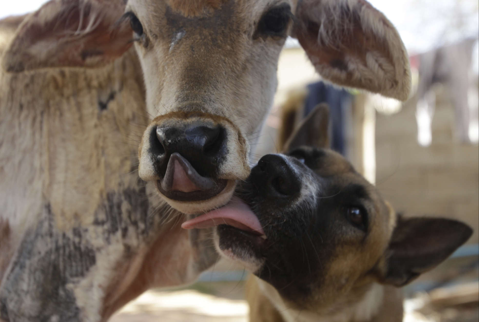 In this Saturday, Feb. 4, 2017 photo, a two-month-old male cow, left, is licked by a dog at the Chheu Buorn village, Kandal province, west of Phnom Penh, Cambodia. The cow started suckling the dog after it was born to a sick mother. (AP Photo/Heng Sinith, File)