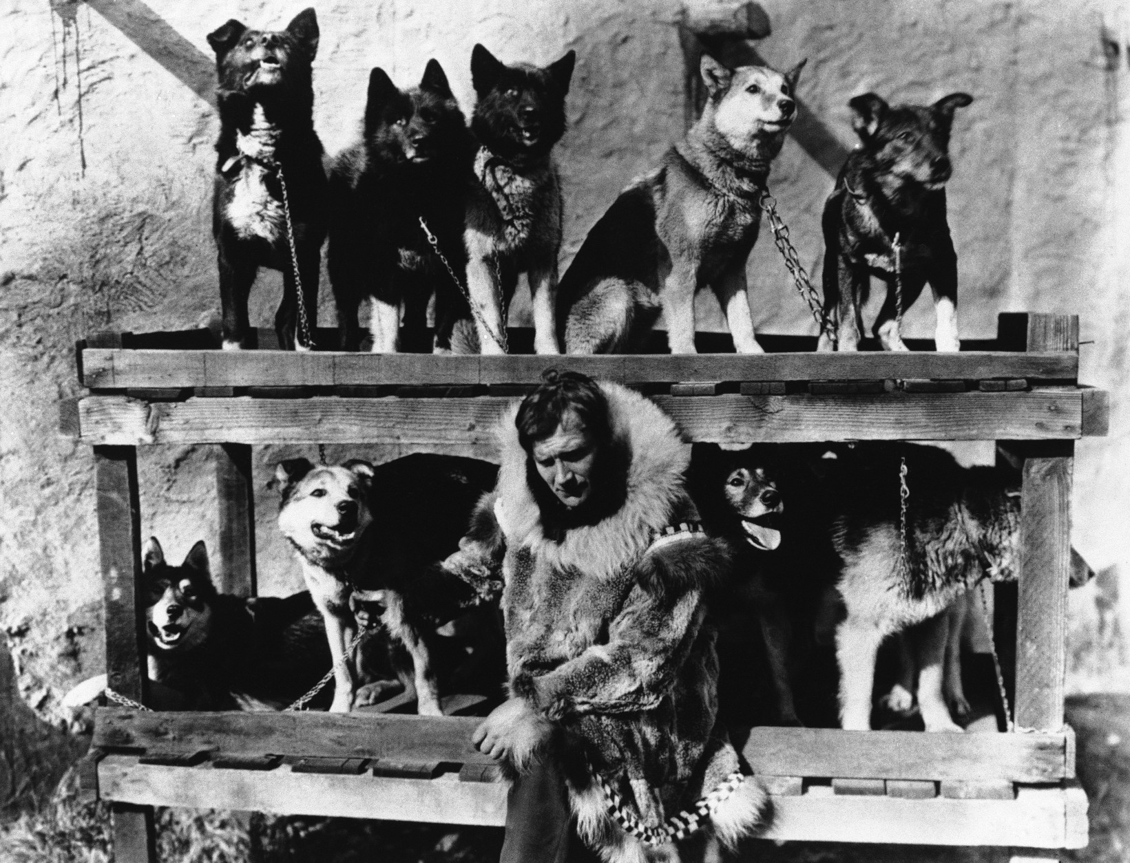 FILE -- In this 1925 file photo, Gunnar Kaasen poses with his original dog team which he drove through a blinding blizzard to deliver life-saving serum Nome, Alaska. Kaasen's lead dog Balto is shown in top row, second from left. In January 1925, sled dog relay teams delivered the serum after a deadly outbreak of diphtheria in the old gold rush town of Nome on the state's wind-pummeled western coast. The 5 ½-day run is detailed in "Icebound," a documentary by New York filmmaker Daniel Anker. The 95-minute film, narrated by actor Patrick Stewart, is opening the Anchorage International Film Festival on Friday, Dec. 6, 2013. (AP Photo, File)