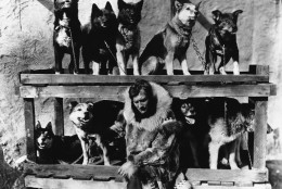 FILE -- In this 1925 file photo, Gunnar Kaasen poses with his original dog team which he drove through a blinding blizzard to deliver life-saving serum Nome, Alaska. Kaasen's lead dog Balto is shown in top row, second from left. In January 1925, sled dog relay teams delivered the serum after a deadly outbreak of diphtheria in the old gold rush town of Nome on the state's wind-pummeled western coast. The 5 ½-day run is detailed in "Icebound," a documentary by New York filmmaker Daniel Anker. The 95-minute film, narrated by actor Patrick Stewart, is opening the Anchorage International Film Festival on Friday, Dec. 6, 2013. (AP Photo, File)