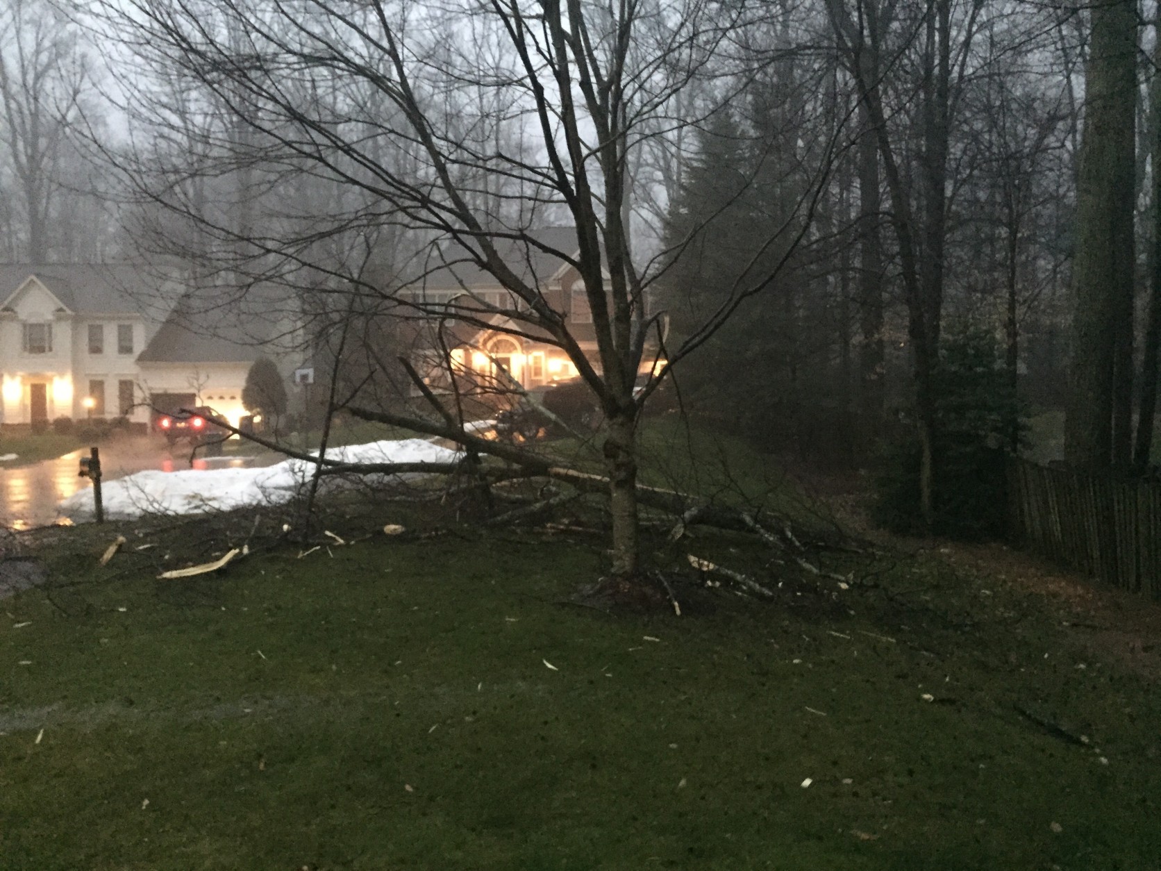 Tree damaged during the Feb. 24, 2016 storm in Burke, Virginia. (Courtesy WTOP listener)