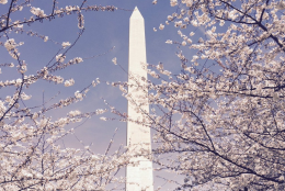 The Washington Monument behind the blossoms. (Cathie Schumaker)