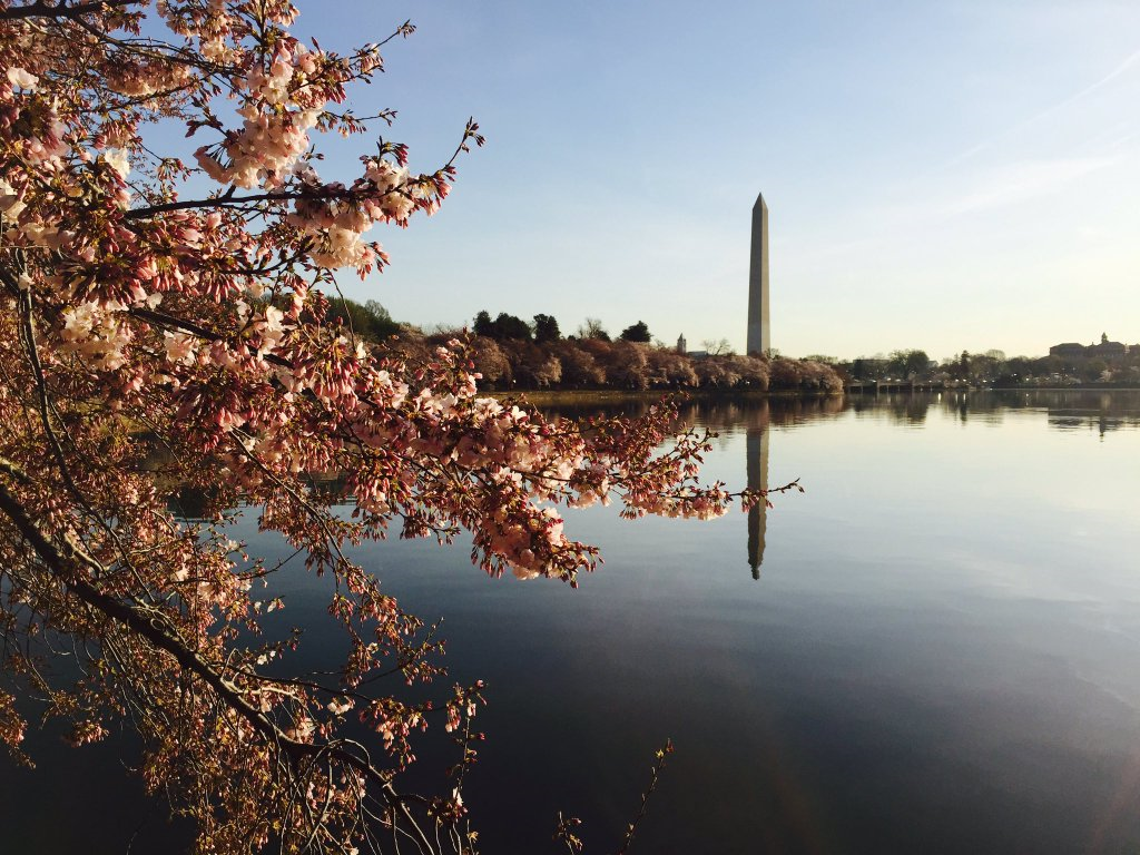 The cherry blossoms are seen near the Martin Luther King Memorial on the morning of March 24, 2016. (Chris Pybing)